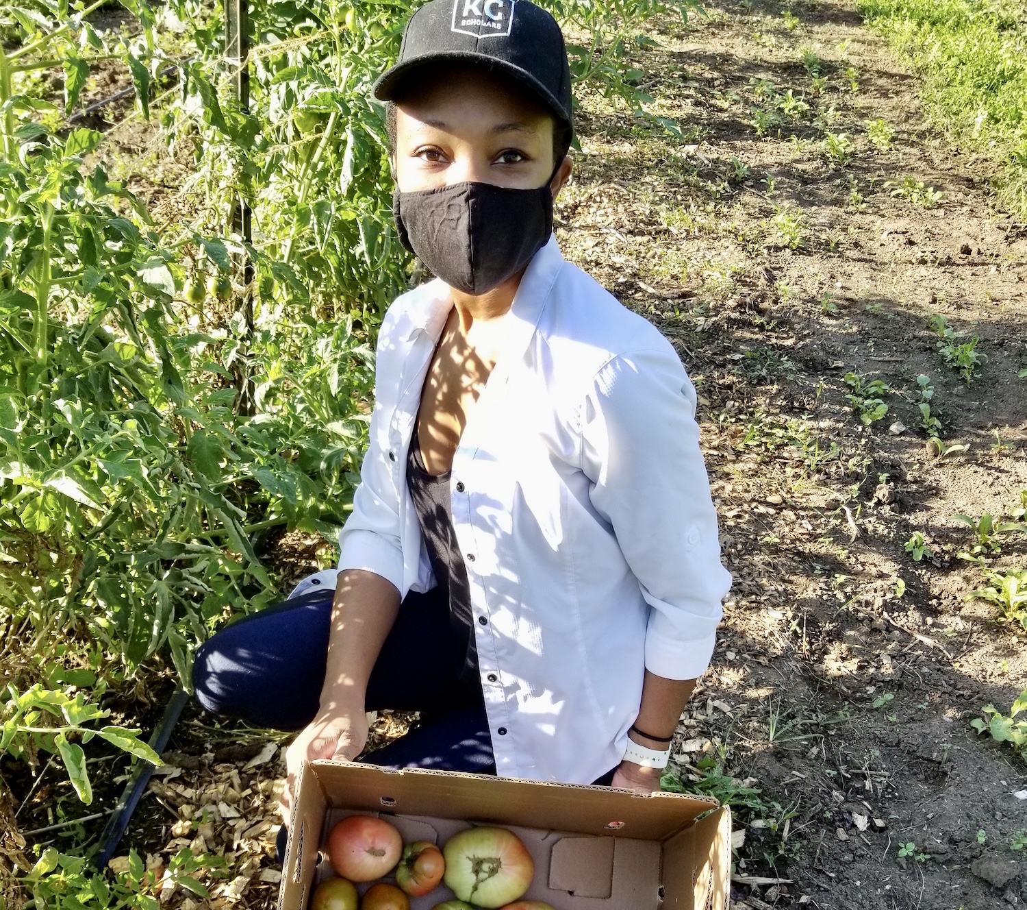 Picking Tomatoes