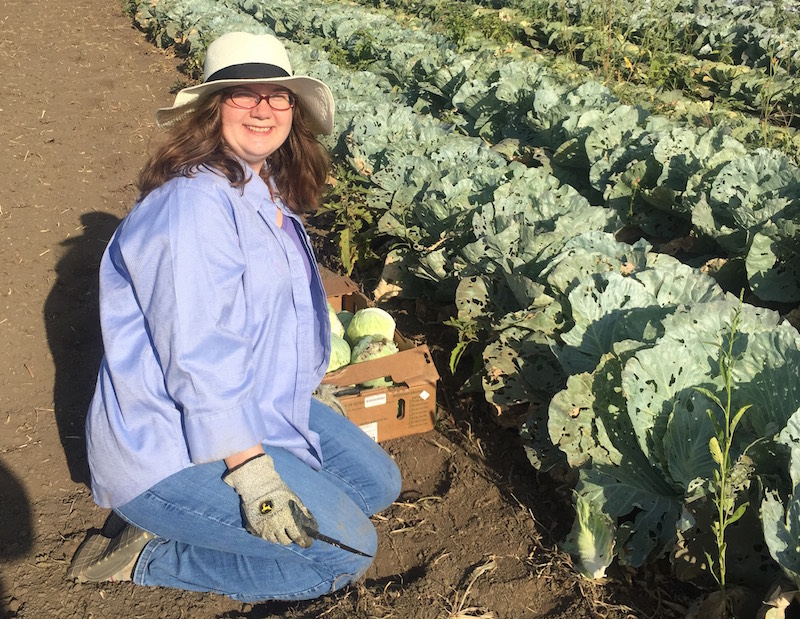 Volunteer Picking Cabbage