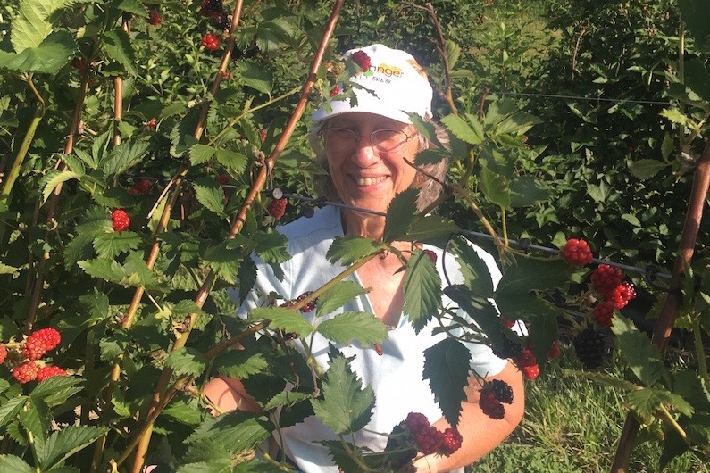 Fresh Blackberry Gleaning