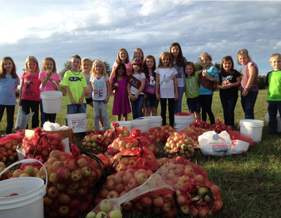 Apples picked by volunteer children