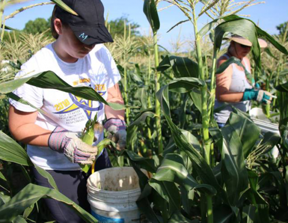 Corn gleaning