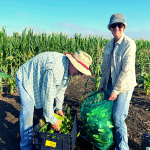 2022 Amaizing Sweet Corn Glean-A-Thon & Festival