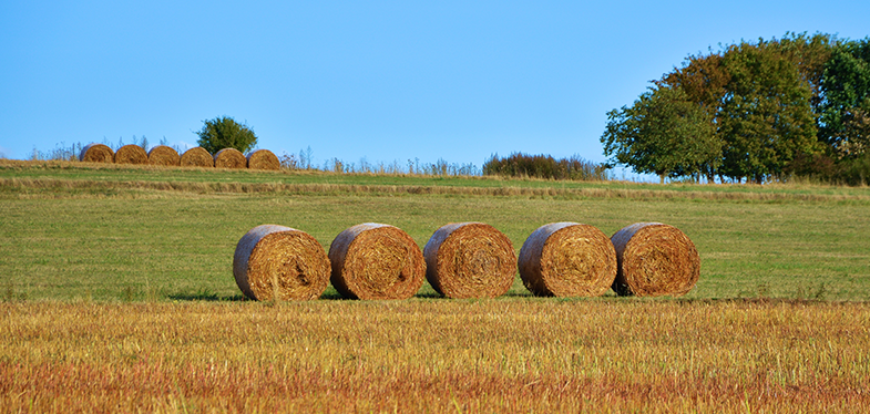 Five rolled hays on a farm field